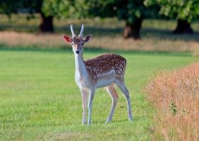 Может она сейчас такая