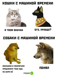 Вопрос к собаке: почему, вроде же нормально устроились? Сейчас бы конкурировали за еду где-то в лесу с волками, лисами, рысями и черт знает кем ещё. А так - экологичная жратва из пакетов, медицинское обслуживание, фотосессии, прогулки...