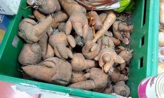 Шпионы сада и огорода