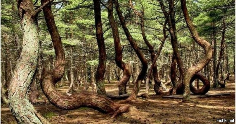 Куршская коса. Россия.