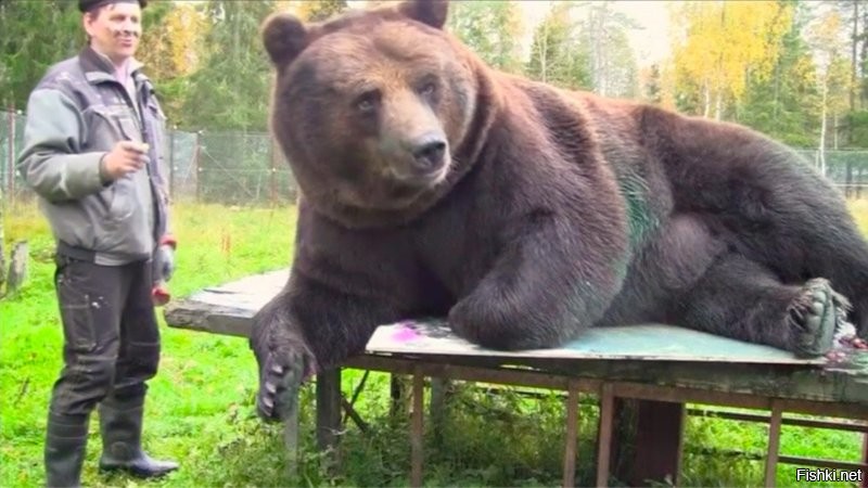 Это медвежонок, медведь крупнее.
