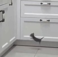 Ну совсем немного, совсем чуть-чуть и допрыгнет!