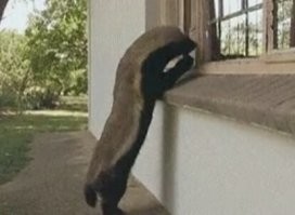 Медоед - монстр животного мира!