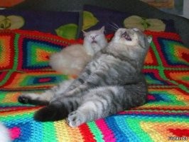 15 дизайнеров, которые слишком сильно включили своё воображение