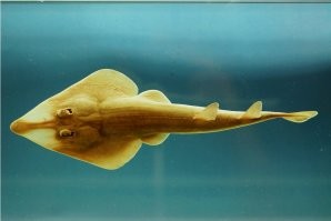 14.  Это НЕ манта, а другой скат, рыба-гитара. Это нечто среднее, между акулой и скатом, но относится к скатам.