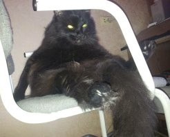 Презрение, порождающее любовь и обнимашки