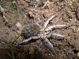 проблема в том, что во многих европейских языках, птицеедов называют tarantula . вот фото тарантула, у нас и южнорусские есть. довелось быть таким грызанутым)
