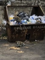 Самые необычные обезьяны планеты