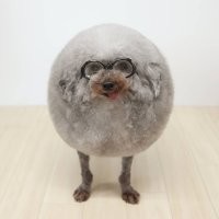 После той чудесной стрижки: самые милые превращения в собачьем салоне красоты