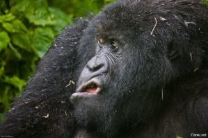 Самые необычные обезьяны планеты