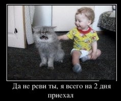 У кота все 9 жизней пронеслись перед глазами