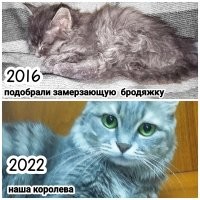 30 трогательных фото животных, которым подарили новую жизнь