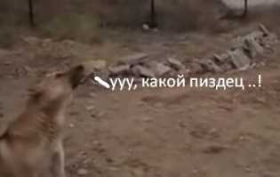 Пёс понял, что зашёл в опасный район