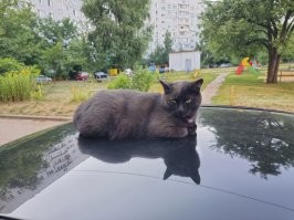 Запросто мог убить ее, но и кошка атаковала без особой агрессии, согласен с другими комментаторами, видимо они знакомы и драка уже стала формальностью.

Недавно погибла знакомая кошка, ночью на нее собака напала, она только завизжать успела, я еще подумал убежала, но потом сообщили что нашли ее тело утром, она была любимица подъезда (ее многие кормили иногда на ночь брали соседи, стерилизовал кто-то), очень нетипично вела себя, старалась избегать конфликтов, даже когда собаки к ней лезли или другие коты, она с места не сдвигалась, просто отклонялась, видимо это ее и сгубило.