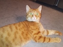 Ты реально... У меня кот даже кроликов таскает.

" что в одном отдельно взятом частном доме..."

Чушь у каждого есть своя территория. 2-3 км квадратных на которых они охотятся. И даже пытаются с хозяевами делиться добычей. Вот мой вчера принес.

этот хышник утром принес мне мышь живую... Ловили долго. Точнее я. Эрик похоже получал удовольствие смотря как я двигаю мебель и пытаюсь прибить грызуна.