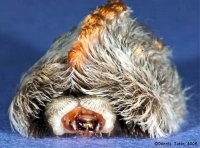 "Гусеница бабочки Megalopyge opercularis – является одной из самых ядовитых гусениц Северной Америки.
Трудно поверить, что это пушистое и симпатичное на вид существо способно довести взрослых мужчин до слез, боли и агонии. Однако это так. Достаточно всего лишь одного касания, чтобы удостовериться в этом.

Ареал обитания Megalopyge opercularis включает в себя территорию юго-восточной и центральной части США, Мексики и немного затрагивает северные районы Центральной Америки. Обитает она в смешанных и широколиственных лесах, где обосновывается на листьях и стволах деревьях.

Питается листьями вязов, дубов, цитрусовых деревьев и других садовых растений, например таких как шиповник и плющ.



Внешний вид гусеницы не сулит ничего плохого. Все ее тело покрыто длинными густыми волосками, которые сами по себе не представляют какой-либо опасности. Под собой они скрывают ядовитые шипы, одного прикосновения к которым достаточно, чтобы получить сильное жжение, сыпь и сильнейшую боль.



Окрас «меховой шубки» гусеницы может варьироваться от светло-серого до золотистого или даже красновато-коричневого. Она вырастает до 3 сантиметров в длину и 1 в ширину. Имеет 7 пар ложноножек.

Взрослые бабочки ненамного превышают гусеницу в размерах. Длина их тела составляет около 3,5 сантиметров. Крылья недлинные, округлой формы, и покрыты длинными волнистыми волосками. Окраска достаточно пестрая: у основания крылья окрашены в оранжевый цвет, который постепенно, к концам крыльев, переходит в кремовый. На теле также имеются короткие ядовитые шипы.







Издали гусеницу этой бабочки можно принять за безобидный кусочек пуха, который дети и даже взрослые могут по неведению взять в руки. Одно неосторожное касание и место прикосновения пронзает сильная боль. Сразу или через пару минут после этого контакта развивается интенсивная, пульсирующая боль, которая быстро доходит до лимфатических узлов в подмышечной или паховой области, а затем и в грудную клетку."
(с)