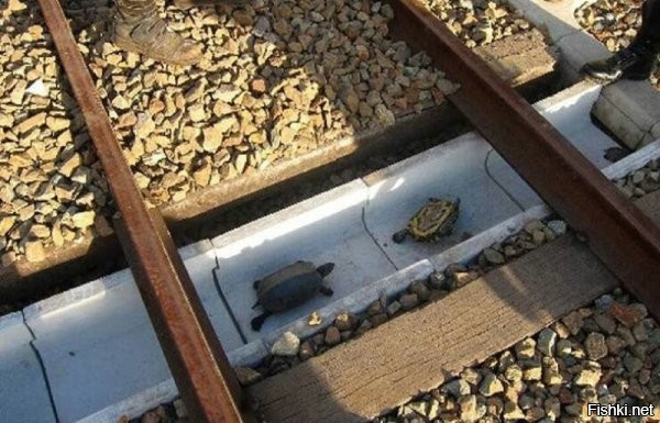 И к каждому туннелю приставили табурет с дежурным, который будет помогать черепахам спускаться в туннель с бордюра и помогать им подниматься из него на бордюр.