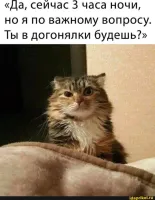До холодильника. Проигравший кормит кота