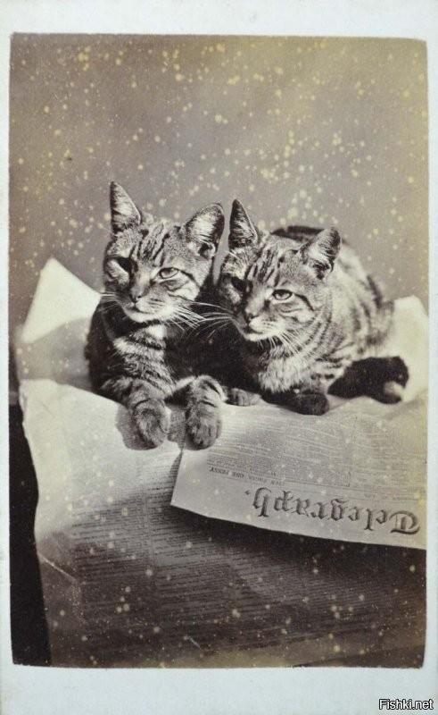 Фотография из серии "Коты Брайтона", 1870-е годы (он начал снимать серию в 1872-м). Почему секретные съемки НЛО, сделанные военной техникой спустя почти 100 лет, выглядят гораздо хуже?