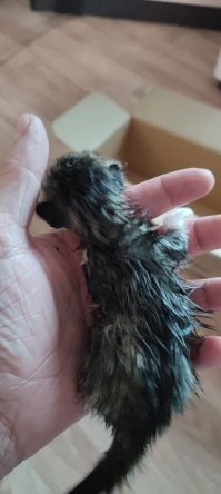 Во время недавнего тайфуна выловили из потока воды, слепая ещё, несколько дней от роду, но теперь она в безопасности