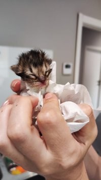 Во время недавнего тайфуна выловили из потока воды, слепая ещё, несколько дней от роду, но теперь она в безопасности