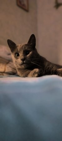 А мой песдюк, ничем не выделяется, кроме харизмы)