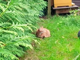 А у меня уже третий Эрик в жизни. Ему два годика исполнилось тридцатого августа. Лучше котика может быть только рыжий котик). С 1990 с котами живу. Женщины приходят и уходят, а котики не предают