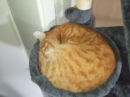 А у меня уже третий Эрик в жизни. Ему два годика исполнилось тридцатого августа. Лучше котика может быть только рыжий котик). С 1990 с котами живу. Женщины приходят и уходят, а котики не предают