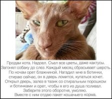 Упоролись и даже не стесняются этого: всё о котах на Авито