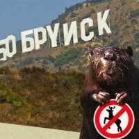 Взгляните, как женщина перегрызает защитный трос и крадет iPhone 14 Plus