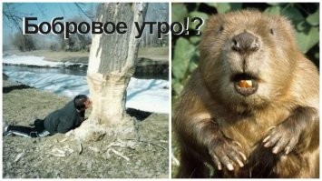 Взгляните, как женщина перегрызает защитный трос и крадет iPhone 14 Plus