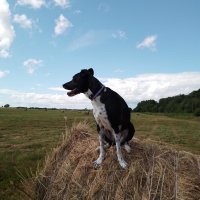 О! У меня красотка как на втором фото. Какая она скоростная! И при этом невероятно грациозная.  И да, ради неё ходим по много километров, дабы она насладилась побегушками и простором.