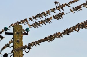 Но ногти - более сильный диэлектрик. А мозоли - тут всё сложно. Не всякая мозоль не пропустит ток. Там два диссера защитить можно. Знал чувака, он напругу пальцами проверял. Вот здесь - 220, здесь - 400, тут - ниже. Мозоли пропускали, но существенно ниже.

А насчёт куриц - птиц на высоковольтных проводах видели? Маленькая масса и роговые "перчатки". Страуса бы поджарило