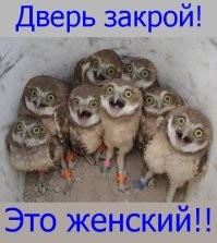 Сипуха: фальшивая сова