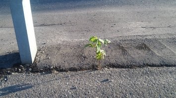 Да любой городской сорняк так умеет)