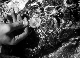 В одной из школ Улан-Удэ детей попытались накормить "живыми конфетами"