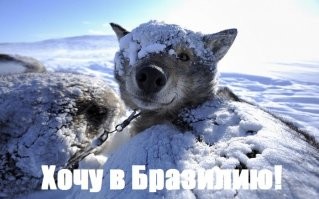 16 очень бразильских фото, показывающих забавные особенности родины карнавалов и непроходимых джунглей