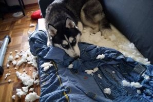 Грустная реакция хаски, мимо которого все проходят в приюте