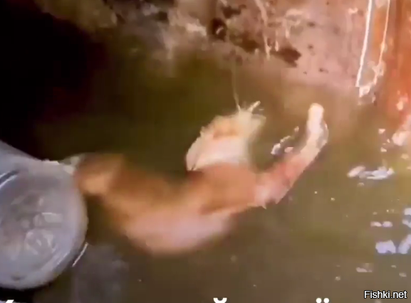 Да, точно: вот он вытащенный обсыхает.