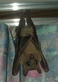 Так это вроде не летучая мышь, а мелкий вид крылана. Что-то типо летучей собаки