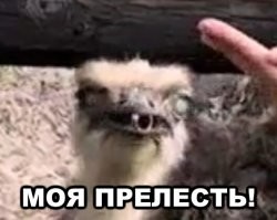 Страус стащил кольцо с пальца рассеянной туристки