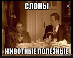 Слонёнок решил спать с работником заповедника, который постоянно о нём заботится