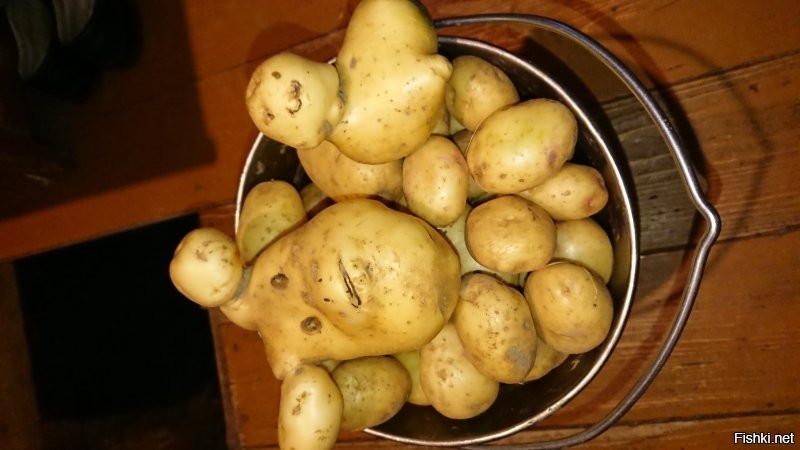 Сегодня наконец-то закончили процесс дОбычи картофана !