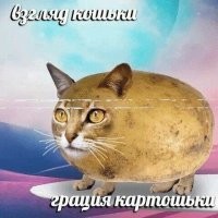 В Минске разыскивают женщину-кошку, которая помяла капот раритетного автомобиля ради фото