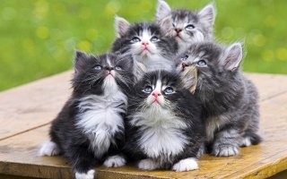 Котики!!!