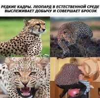 Рыбак встретил леопарда в Витебске