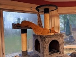 Если котик хочет СПАТЬ, он может заснуть где и как угодно