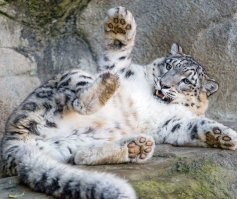 а какие у них лапищи!
