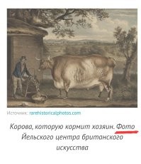 Прямоугольные коровы: геометрический домашний скот на британских картинах XIX века