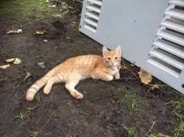 Рыжий кот Дюшес сторожит боковую панель шумозащитного кожуха дизель-генератора пока мы чиним альтернатор.